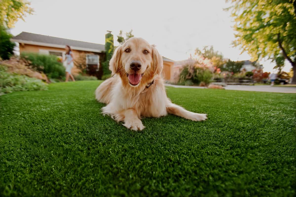 Artificial Grass for Pets, Fake & Synthetic Grass for Dogs ...