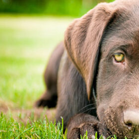 a dog lying in the grass