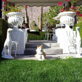 a dog sitting on the porch of a house