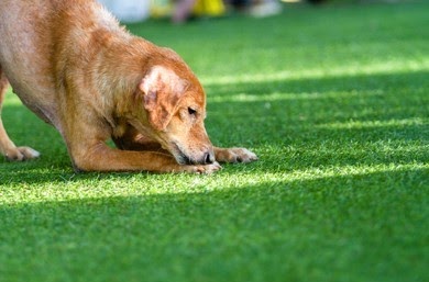 Artificial Grass For Pets Installation Over Concrete - Smart Grass USA