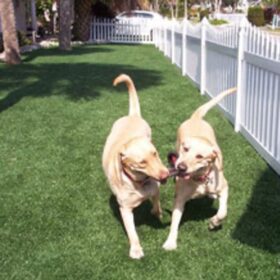 a couple of dogs playing in a yard